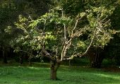 Dieser Obstbaum war sozusagen in den Himmel gewuchert. Mit einem beherzten, fachgerechten Baumschnitt wurde er wieder gezähmt.